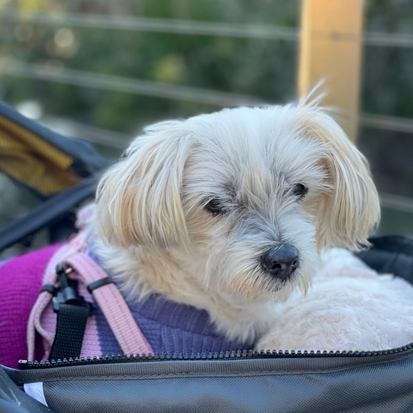 Meet your Posher, Genevieve - Picture 1 of 1